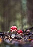 bildzauber.info - GALLERY