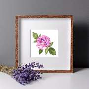 Bioartsense Aquarelle - GALLERY