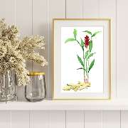 Bioartsense Aquarelle - GALLERY