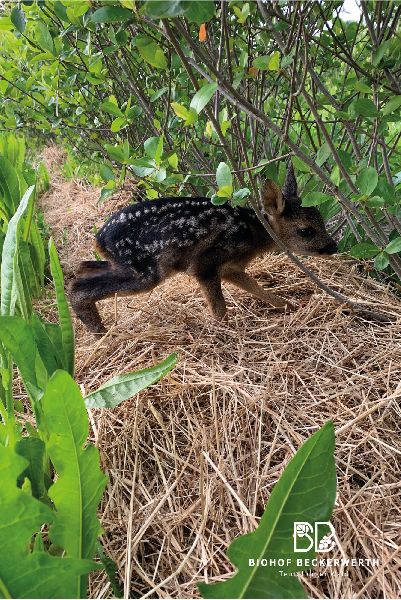 Biohof Beckerwerth - GALLERY