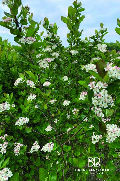 Biohof Beckerwerth - GALLERY