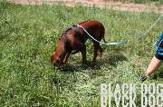 Black Dog Inh. Nadine Schwarz - GALLERY