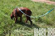 Black Dog Inh. Nadine Schwarz - GALLERY