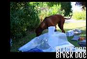 Black Dog Inh. Nadine Schwarz - GALLERY