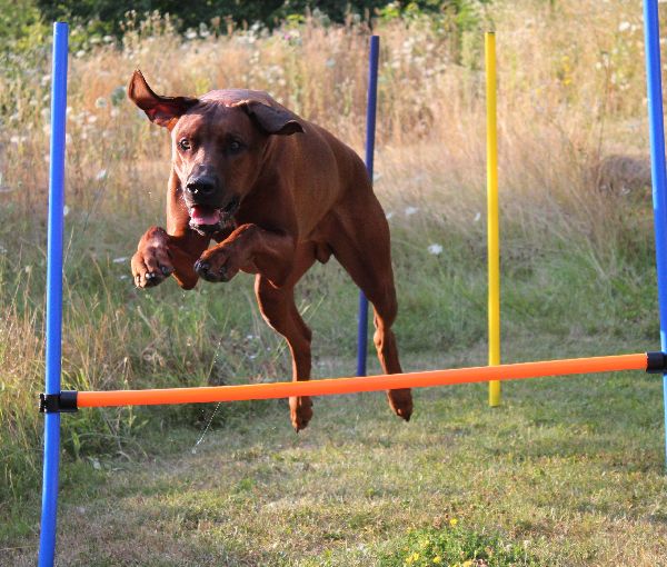 Black Dog Inh. Nadine Schwarz - GALLERY