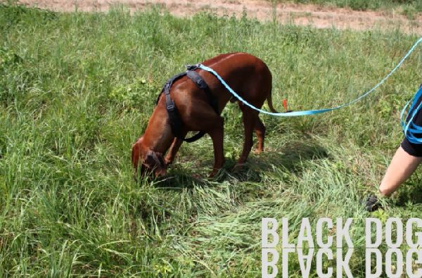 Black Dog Inh. Nadine Schwarz - GALLERY