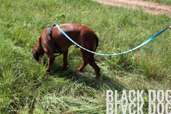 Black Dog Inh. Nadine Schwarz - GALLERY