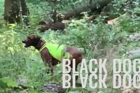 Black Dog Inh. Nadine Schwarz - GALLERY