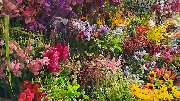 Blütenpracht - Schnittblumen - Blütenpracht - Blumengeschäft - Hamburg