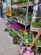 Blütenpracht - Topfplanzen - Blütenpracht - Blumengeschäft - Hamburg