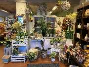 Blumen Advena - 6