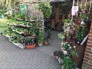 Blumen am Segensfriedhof - GALLERY