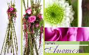 Blumen Anemone - GALLERY