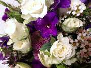 Blumen Anemone - GALLERY