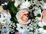 Blumen Anemone - GALLERY