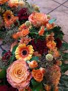 Blumen Anemone - GALLERY