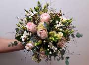 Blumen Anemone - GALLERY