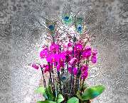 Blumen Anemone - GALLERY