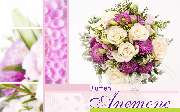 Blumen Anemone - GALLERY