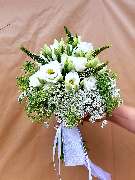 Blumen Anemone - GALLERY