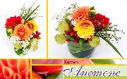 Blumen Anemone - GALLERY