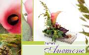 Blumen Anemone - GALLERY