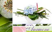 Blumen Anemone - GALLERY