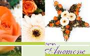 Blumen Anemone - GALLERY