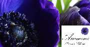 Blumen Anemone - GALLERY