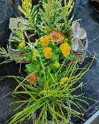 Blumen Bachhuber - GALLERY
