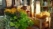 Blumen Bachhuber - GALLERY