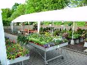 Blumen Barrey - GALLERY