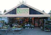 Blumen Barrey - GALLERY