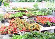 Blumen Barrey - GALLERY