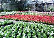 Blumen Barrey - GALLERY