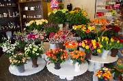 Blumen Barrey - GALLERY