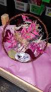 Blumen Belga - GALLERY