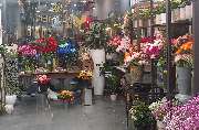 Blumen Belga - GALLERY