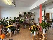 Blumen Bergbauer Inh. Diller Annemarie - GALLERY