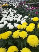 Blumen Böswirth | Gärtnerei Pfaffenhofen - GALLERY