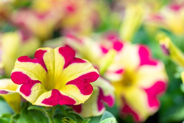 Blumen Brügger - GALLERY