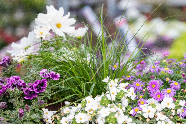 Blumen Brügger - GALLERY