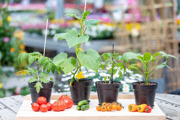 Blumen Brügger - GALLERY