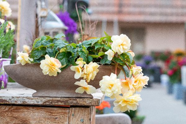 Blumen Brügger - GALLERY