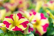 Blumen Brügger - GALLERY