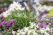 Blumen Brügger - GALLERY