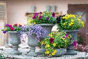 Blumen Brügger - GALLERY