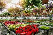 Blumen Buhl - GALLERY