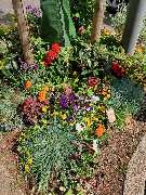 Blumen Dahlmann - 15