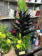 Blumen Dahlmann - 35